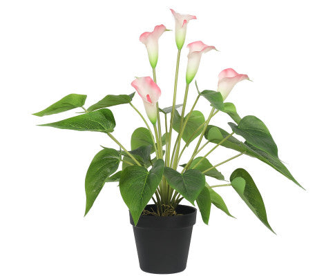 pink peace lily images ARTIFICIAL 50CM PINK PEACE LILY – Canterbury & Co
